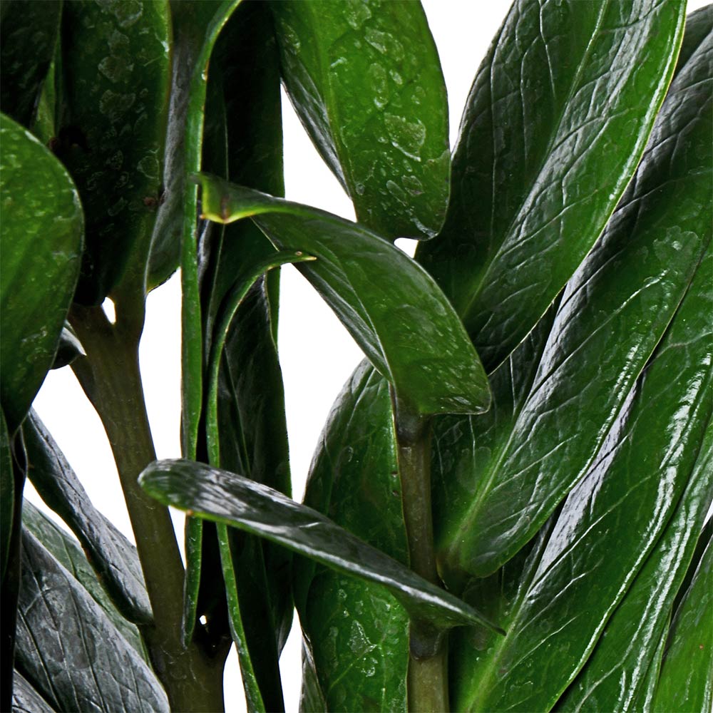 Zamia Zaimocolous Natural Live Plant with Nursery Pot